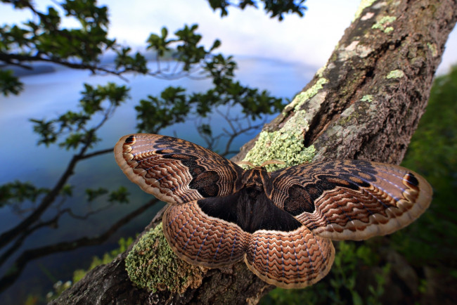 Обои картинки фото животные, бабочки,  мотыльки,  моли, брамея, дальневосточная, красная, книга, brahmaea, lunulata, редкая, бабочка