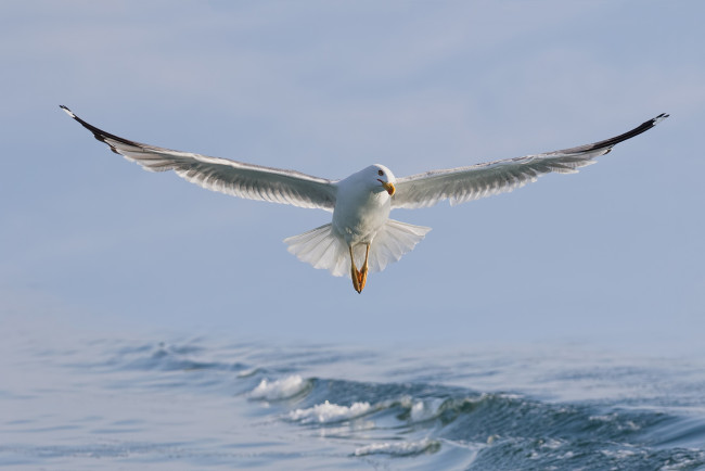 Обои картинки фото животные, Чайки,  бакланы,  крачки, вода, птица, крылья, чайка, полёт, море