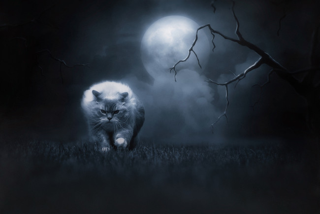 Обои картинки фото животные, коты, кошка