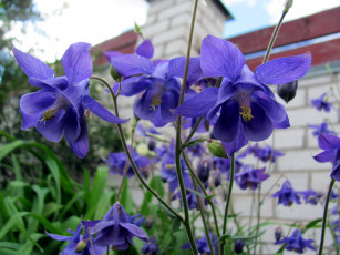 Картинка цветы аквилегия+ водосбор лиловая аквилегия