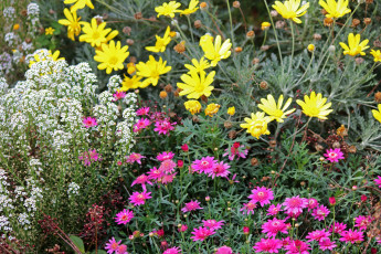 Картинка цветы разные+вместе клумба