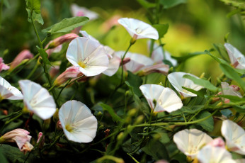 обоя цветы, вьюнки,  ипомеи, белые