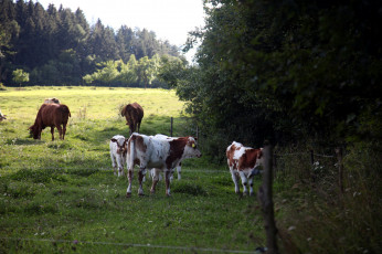 обоя животные, коровы,  буйволы