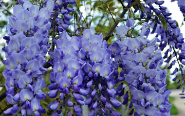 Картинка цветы глициния ветки грозди