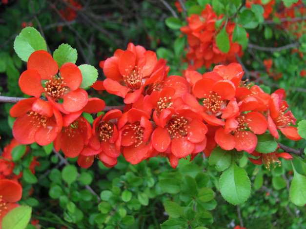 Обои картинки фото цветы, айва, ветка, алая, весна