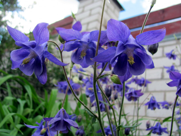 Обои картинки фото цветы, аквилегия , водосбор, лиловая, аквилегия