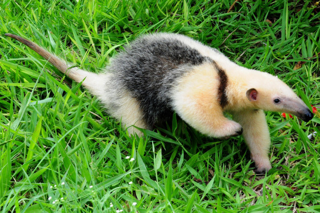 Обои картинки фото муравьед, животные, муравьеды, млекопитающие, неполнозубые