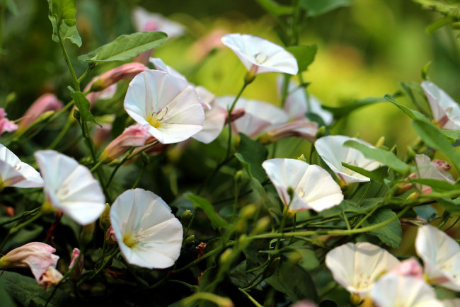 Обои картинки фото цветы, вьюнки,  ипомеи, белые