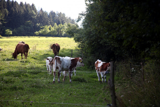 Обои картинки фото животные, коровы,  буйволы