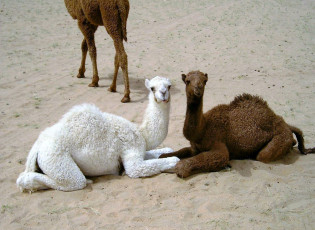 обоя животные, верблюды, верблюжата, песок