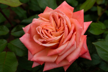 Картинка цветы розы макро