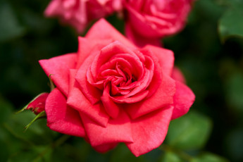 Картинка цветы розы розовая роза макро