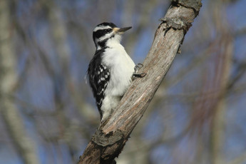 обоя животные, дятлы, дятел, ветка, деревья