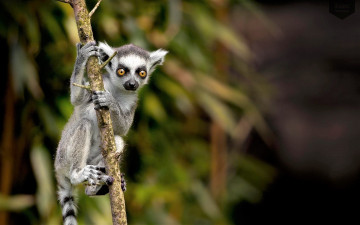 обоя животные, лемуры, лемур, ветка