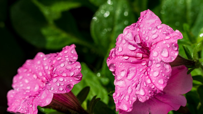 Обои картинки фото цветы, петунии,  калибрахоа, розовая, петуния, макро, капли