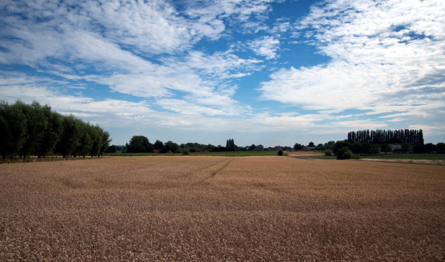 Обои картинки фото природа, поля, небо, поле, облака