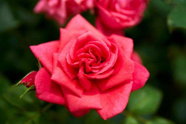 Обои картинки фото цветы, розы, розовая, роза, макро