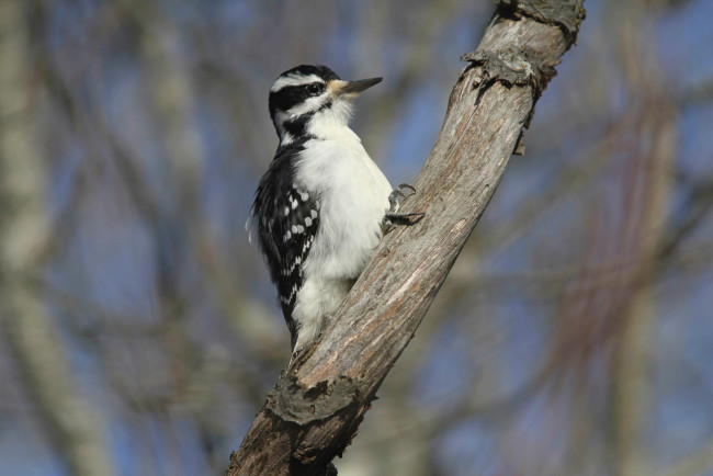 Обои картинки фото животные, дятлы, дятел, ветка, деревья