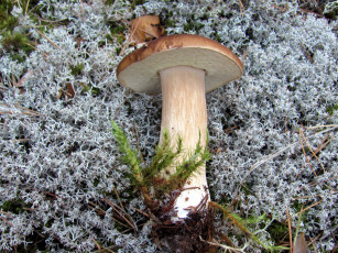 Картинка еда грибы +грибные+блюда боровик