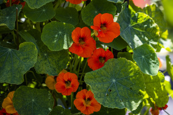 обоя цветы, настурции, листья, настурция, красная
