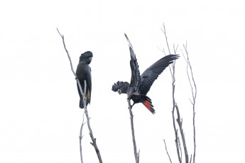 Картинка животные попугаи