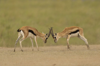 обоя животные, антилопы