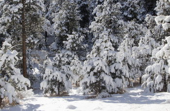 Картинка природа зима снег