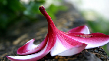 обоя цветы, плюмерия, макро