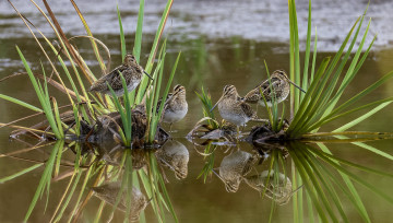 обоя животные, вальдшнепы,  кроншнепы,  бекасы, птицы
