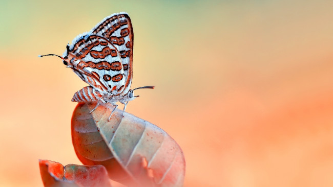 Обои картинки фото животные, бабочки,  мотыльки,  моли, макро, бабочка, насекомое