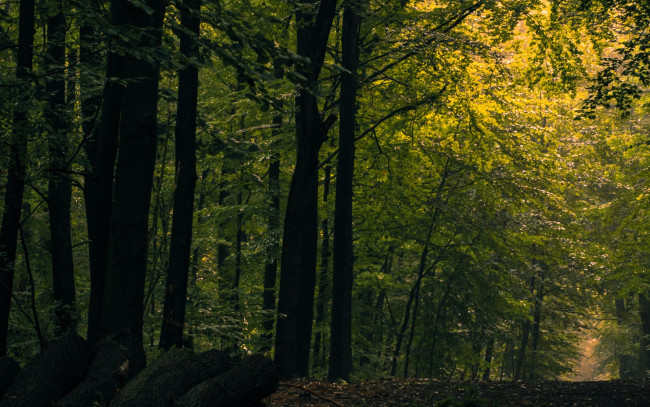 Обои картинки фото природа, лес, тропа, бревна