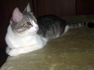 Картинка животные коты