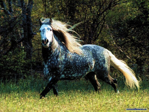 Картинка животные лошади