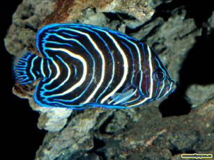 Картинка животные рыбы