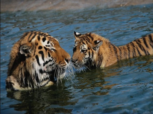 Картинка животные тигры