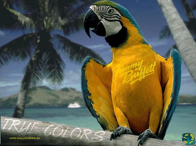 Обои картинки фото животные, попугаи