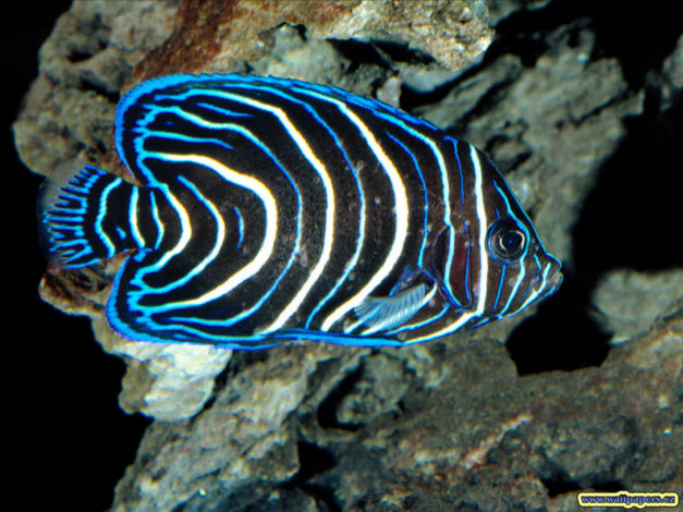 Обои картинки фото животные, рыбы