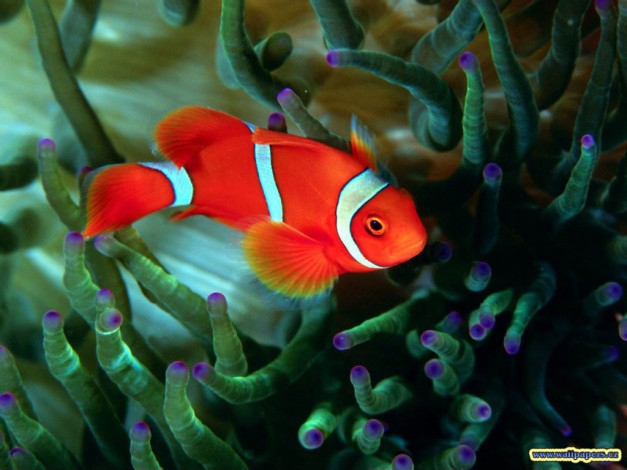 Обои картинки фото животные, рыбы