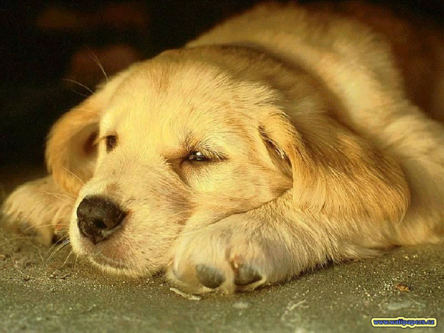 Обои картинки фото животные, собаки