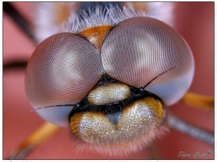 Картинка boris krylov улыбнутый животные стрекозы