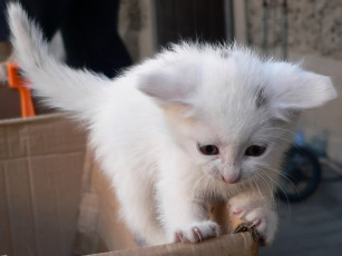 Картинка gura побег животные коты