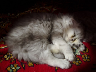 Картинка kartopka кругу света животные коты