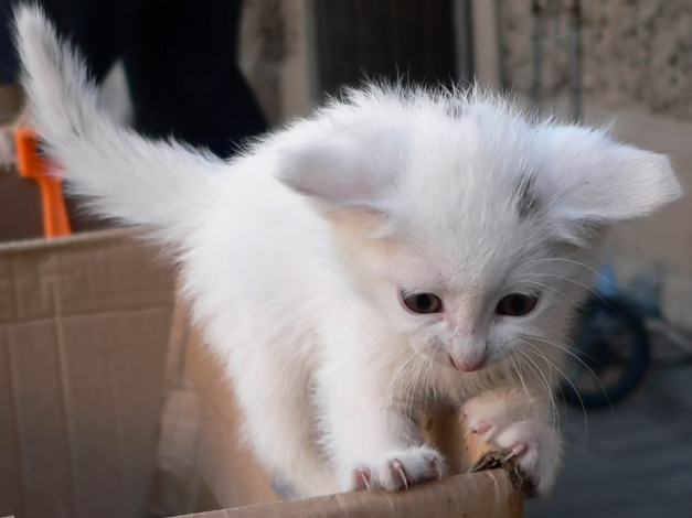 Обои картинки фото gura, побег, животные, коты