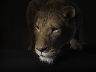 Картинка животные львы