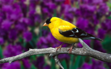 Картинка животные птицы