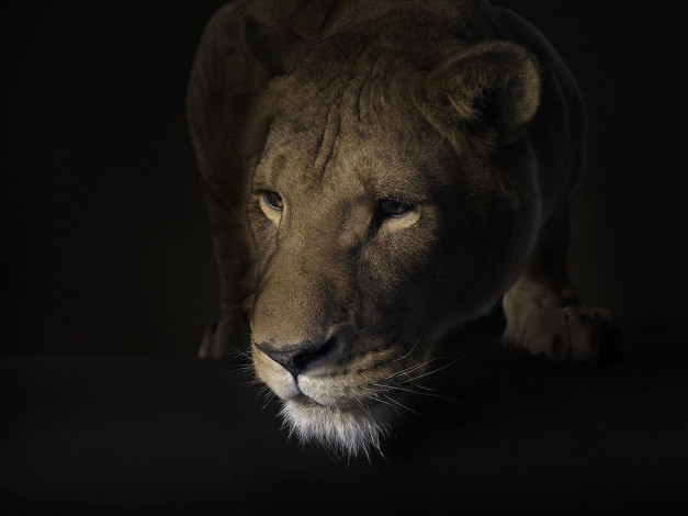 Обои картинки фото животные, львы