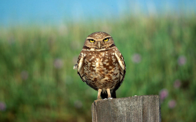 Обои картинки фото животные, совы