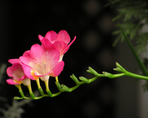 Картинка цветы фрезия