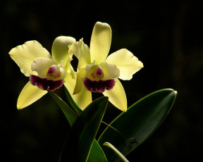 Картинка цветы орхидеи
