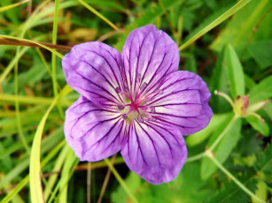 Картинка автор виктор алеветдинов цветы герань